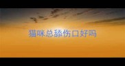 猫咪总舔伤口好吗
