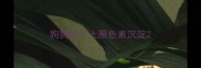 狗狗肚子上黑色素沉淀