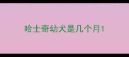 哈士奇幼犬是几个月
