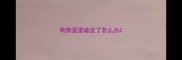 狗狗蛋蛋破皮了怎么办
