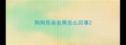 狗狗耳朵发黑怎么回事