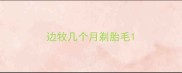 边牧几个月剃胎毛