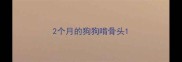 2个月的狗狗啃骨头
