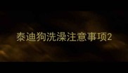 泰迪狗洗澡注意事项