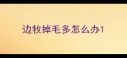 边牧掉毛多怎么办