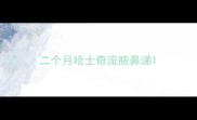 二个月哈士奇流脓鼻涕