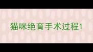 猫咪绝育手术过程