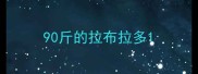 90斤的拉布拉多