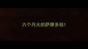 六个月大的萨摩多钱
