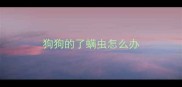 狗狗的了螨虫怎么办