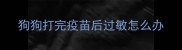 狗狗打完疫苗后过敏怎么办