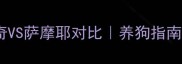 哈士奇VS萨摩耶对比养狗指南必看