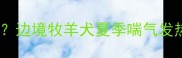 边牧夏天喘脚热正常吗边境牧羊犬夏季喘气发热症状及科学应对指南