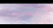 狗狗几个月喝羊奶粉