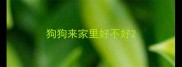 狗狗来家里好不好