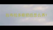拉布拉多断奶后怎么养