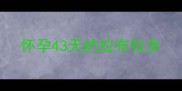 怀孕43天的拉布拉多