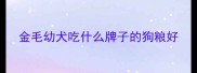 金毛幼犬吃什么牌子的狗粮好