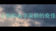 小狗的名字呆萌的奇怪