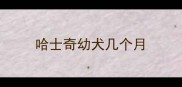 哈士奇幼犬几个月