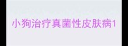 小狗治疗真菌性皮肤病