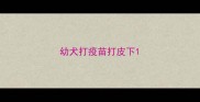 幼犬打疫苗打皮下