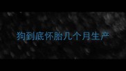 狗到底怀胎几个月生产