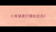 小香猪要打哪些疫苗