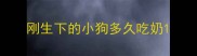 刚生下的小狗多久吃奶