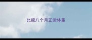 比熊八个月正常体重