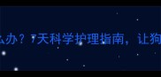 金毛疫苗后拒食怎么办7天科学护理指南让狗狗顺利度过疫苗期