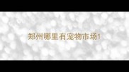 郑州哪里有宠物市场