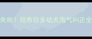 7天零失败拉布拉多幼犬淘气纠正全攻略