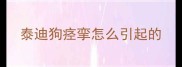 泰迪狗痉挛怎么引起的