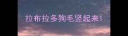 拉布拉多狗毛竖起来
