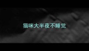 猫咪大半夜不睡觉