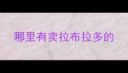 哪里有卖拉布拉多的