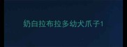 奶白拉布拉多幼犬爪子