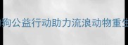 西安正规免费领养狗狗公益行动助力流浪动物重生爱心传递暖寒冬