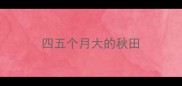 四五个月大的秋田