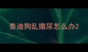 泰迪狗乱撒尿怎么办