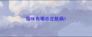 猫咪有哪些皮肤病