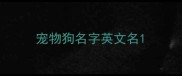 宠物狗名字英文名