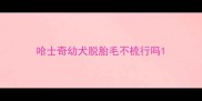 哈士奇幼犬脱胎毛不梳行吗