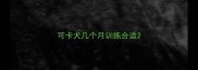 可卡犬几个月训练合适