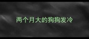 两个月大的狗狗发冷