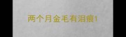 两个月金毛有泪痕