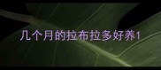 几个月的拉布拉多好养