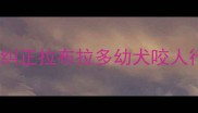 科学训练法5步纠正拉布拉多幼犬咬人行为家长必读指南