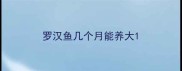罗汉鱼几个月能养大
